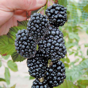 Саженцы ежевики сорт Трипл Краун 1 летние, конт. P9