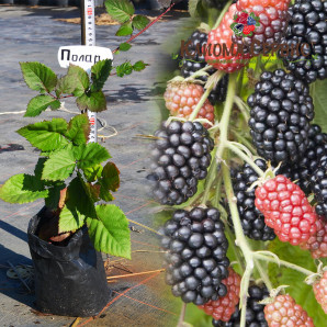 Саженцы ежевики сорт Полар 3 летние, конт. 5 л Саженцы ежевики сорт Полар 3 летние, конт. 5 л