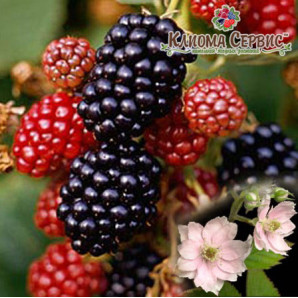 Саженцы ежевики сорт Лох Мери 3 летние, конт. 10 л Саженцы ежевики сорт Лох Мери 3 летние, конт. 10 л
