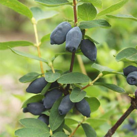 Жимолость Спокуса 1 летняя, конт. P9