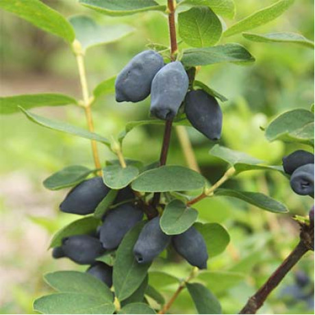 Жимолость Спокуса 1 летняя, конт. P9 Жимолость Спокуса 1 летняя, конт. P9