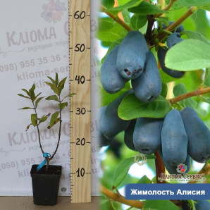 Жимолость Алисия 1 летняя