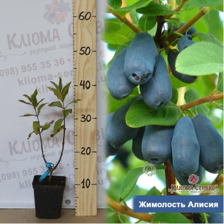 Жимолость Алисия 1 летняя Жимолость Алисия 1 летняя