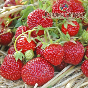 Клубника фриго сорт Зенга Зенгана, класс А