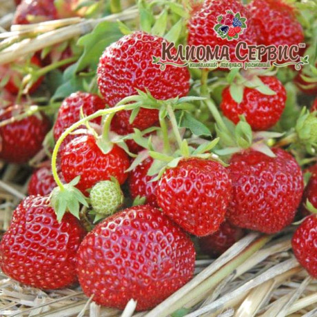 Клубника сорт Зенга Зенгана, в кассетах 77 ячеек Клубника сорт Зенга Зенгана, в кассетах 77 ячеек