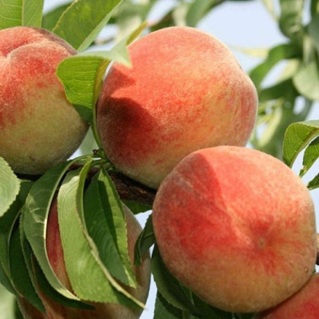 Персик сорт Золотая Москва Персик сорт Золотая Москва