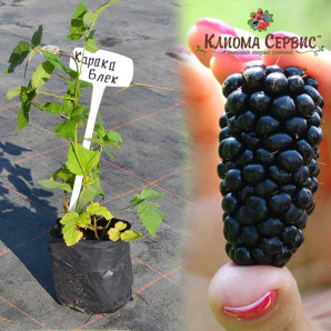 Саженцы ежевики сорт Карака Блэк, 1 летние, конт. 1.1 л Саженцы ежевики сорт Карака Блэк, 1 летние, конт. 1.1 л