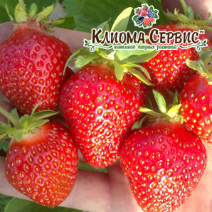 Полуниця сорт Клері в касетах, 40 осередків