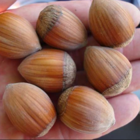 Фундук сорт Косфорд