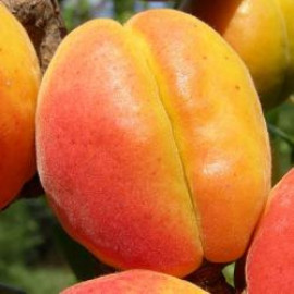 Абрикос сорт Краснощекий 