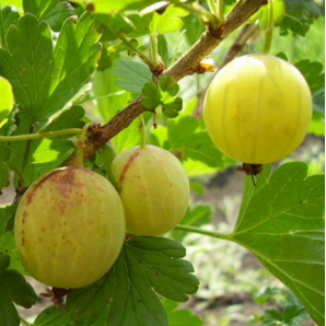 Аґрус Берил Аґрус Берил