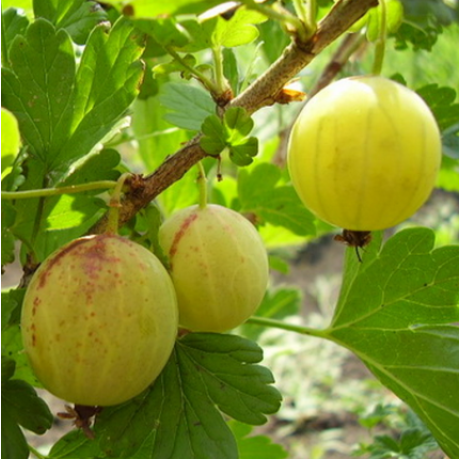 Аґрус Берил