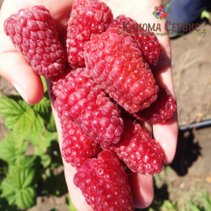 Саджанці малини сорт Лячка Саджанці малини сорт Лячка