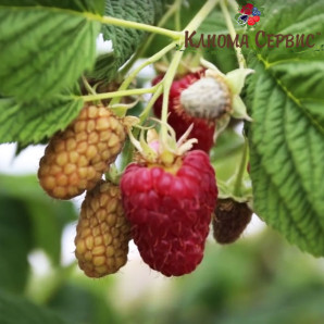Саджанці малини сорт Ляшка (Laszka) long-cane Саджанці малини сорт Ляшка (Laszka) long-cane