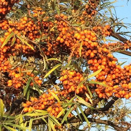 Саджанці обліпихи сорт Mara (Мара) 1 річні, напівупаковані