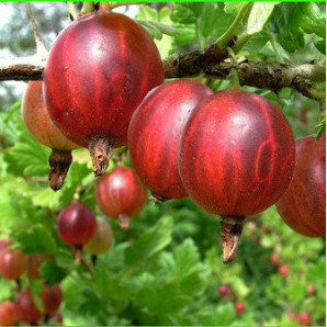 Аґрус Машека 1.5 річний, конт. 1.5 л Аґрус Машека 1.5 річний, конт. 1.5 л