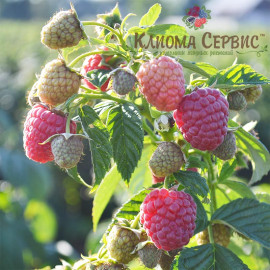 Саженцы малины сорт Маравилла, ремонтантная