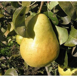 Саженцы груши сорт Молдавська летняя, подвой ВА-29 Саженцы груши сорт Молдавська летняя, подвой ВА-29