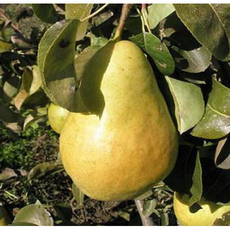 Саженцы груши сорт Молдавська летняя, подвой ВА-29