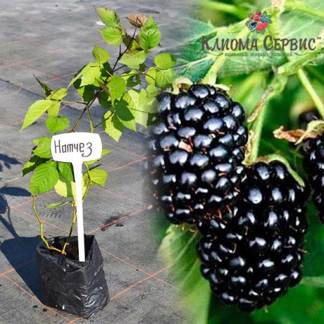 Саженцы ежевики сорт Натчез 1 летние, конт. P9