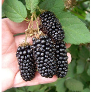 Саженцы ежевики сорт Натчез 4 летние, конт. 20 л Саженцы ежевики сорт Натчез 4 летние, конт. 20 л