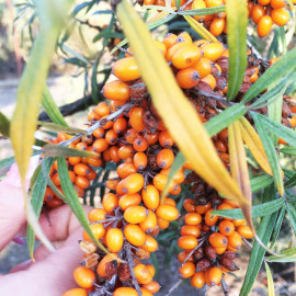 Саджанці обліпихи сорт Clara 1 річні, напівупаковані