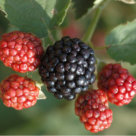 Саженцы ежевики сорт Осейдж 1 летние, конт. 0.5 л