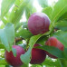 Саженцы сливы сорт Оцарк Премьер, подвой алыча