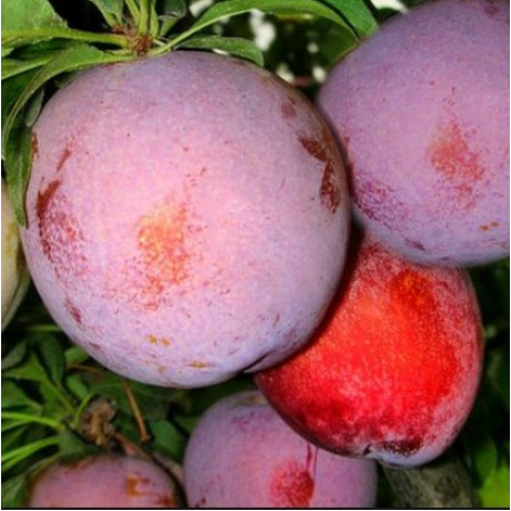 Саженцы сливы сорт Оцарк Премьер, подвой алыча