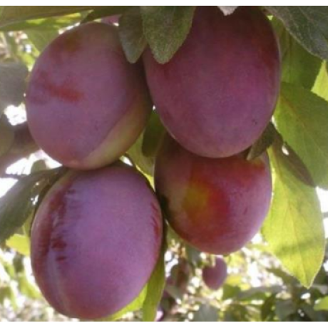 Саджанці сливи сорт Президент