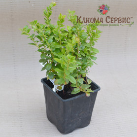 Брусника Руно Белявское 1 летняя, конт. P9 Брусника Руно Белявское 1 летняя, конт. P9