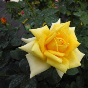 Саджанці троянд сорт Berolina (Бероліна) Саджанці троянд сорт Berolina (Бероліна)