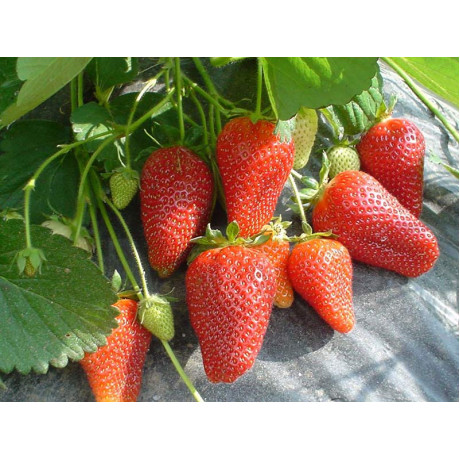 Клубника Роксана Клубника Роксана