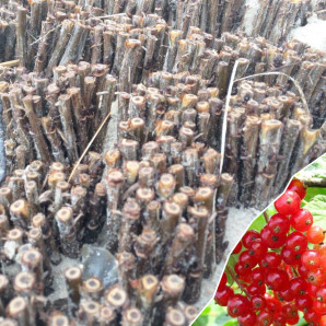 Живці порічки сорт Ролан