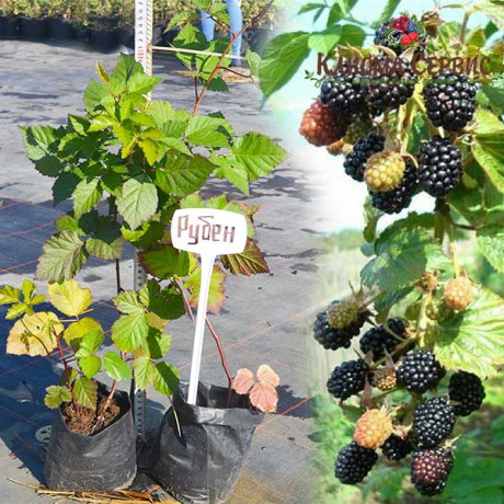 Саженцы ежевики сорт Рубен 1 летние, пакет 1 л Саженцы ежевики сорт Рубен 1 летние, пакет 1 л