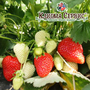 Полуниця сорт Румба 2 річна, конт. 1.5 л