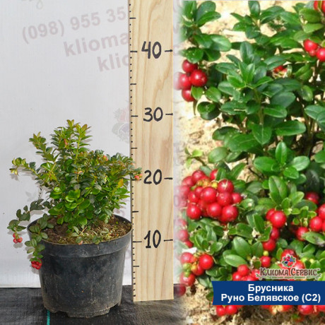 Брусниця сорт Руно Білявське 3 річна, конт. 7.5 л