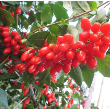 Годжи сорт New Биг