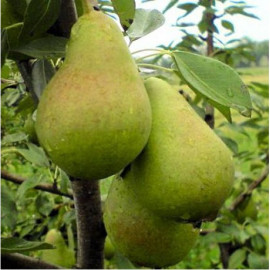 Саженцы груши сорт Ноябрьская, подвой ВА 29
