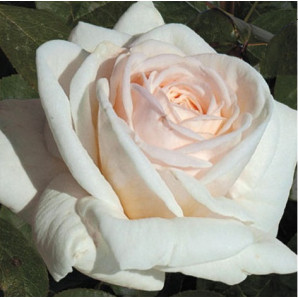 Саджанці троянд сорт JF Kennedy (Кеннеді)