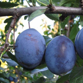 Саженцы сливы сорт Стенлей Саженцы сливы сорт Стенлей