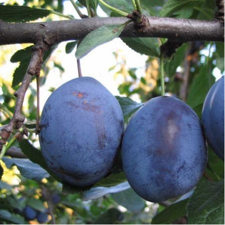 Садженці сливи сорт Стенлей