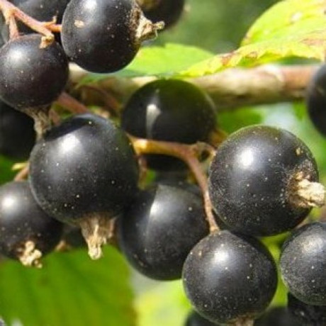 Смородина сорт Тисель 1 летняя, ОКС Смородина сорт Тисель 1 летняя, ОКС