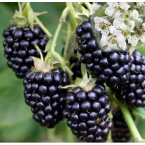 Саженцы ежевики сорт Рубен 1 летние, конт. P9 Саженцы ежевики сорт Рубен 1 летние, конт. P9