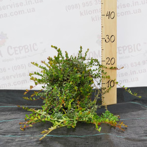 Саженцы клюквы Бергман 2 летние