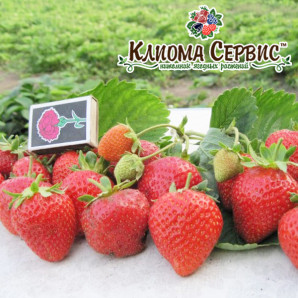 Клубника фриго сорт Сан Андреас, класс B