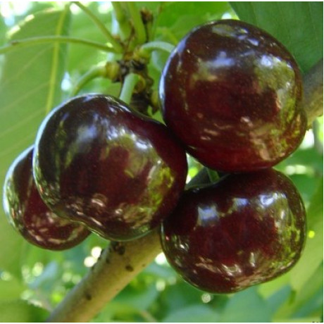 Саджанці черешні пізньої сорт Світ Харт, підщепа магалєпка