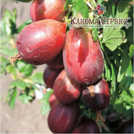 Аґрус Серенада