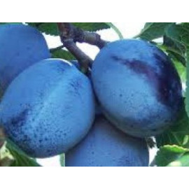 Саженцы сливы сорт Топ Хит 