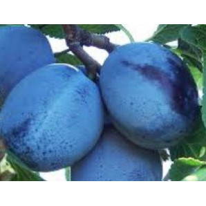 Саджанці сливи сорт Топ Хіт Саджанці сливи сорт Топ Хіт